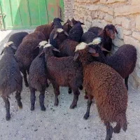 میش بره