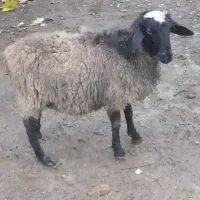 بره نر دورگه روشا(مادر رومناف و پدر شال) بدون دنبه