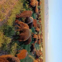 میش بره درشت