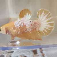 فایتر پلاکت ماده|ماهی|تهران, افسریه شمالی|دیوار