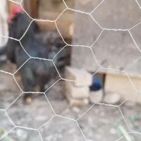 خروس تزئینی