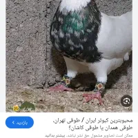 مرغ عشق کبوتر گمشده|حیوانات|رامهرمز, |دیوار