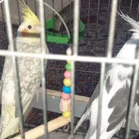 پرنده|پرنده|گرگان, |دیوار