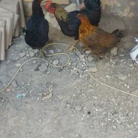 یک عدد جوجه خروس و دوعدد مرغ