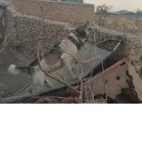 سگ نردوسال پرزور نترس گله ای دهن پاک توهمه چی