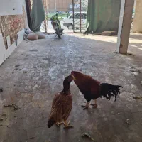 مرغ وخروس لاری|حیوانات مزرعه|یزد, |دیوار