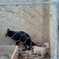 ژرمن بلک ماده وشولاین نر معاوضه با موتور|سگ|کرمان, |دیوار
