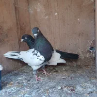 فروش دو کبوتر سینه ای وکله ای|پرنده|بم, |دیوار