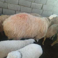 قوچ فروشی|حیوانات مزرعه|سده (خراسان جنوبی), |دیوار