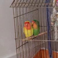 جفت کوتوله صورت هلویی