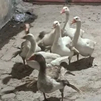 قاز