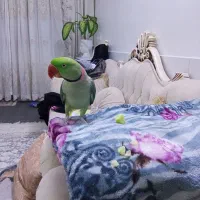 اسکندر|پرنده|ری, علایین|دیوار