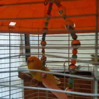 دو عدد مرغ عشق دونه ای 500تومان|پرنده|پردیس, فاز ۸|دیوار