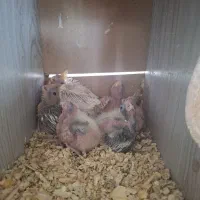 مرغ عشق و عروس هلندی دستی