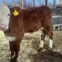 گاو وگوساله سمینتال نر