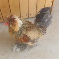 خروس سلطان