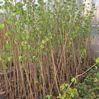 درخت فندق گلدانی