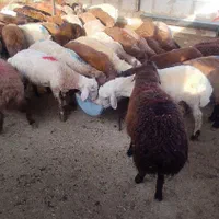 گوسفند زنده بره نرینه قلم ابی زیر قیمت|حیوانات مزرعه|مشهد, نوید|دیوار