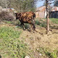 گاو ۵ماه نیم شکم دورگ سویسی|حیوانات مزرعه|احمدسرگوراب, |دیوار