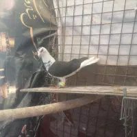 کفتر