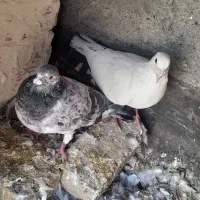 کبوتر المانی مفت|پرنده|مشهد, بهمن|دیوار