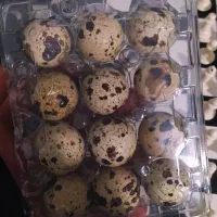 تخم بلدرچین