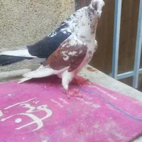 جوجه رنگی|حیوانات مزرعه|مشهد, امیرآباد|دیوار