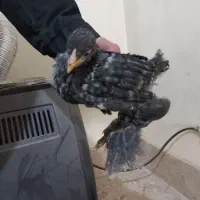 جوجه برهما کوکو بلک بلو