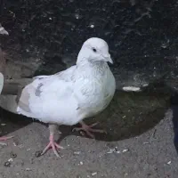 کبوتر
