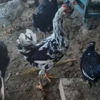 خروس گلین ۷ ماهه