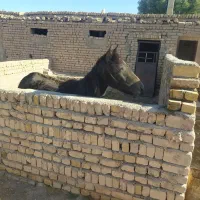 اسب