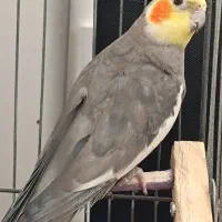 عروس هلندی نژاد برتر