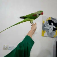 شاه طوطی اسکندر نر  سخنگو اعجوبه بی نظیر کلکسیونی|پرنده|شیراز, شهدای شهرک سعدی|دیوار