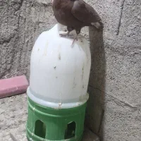 دم سفید و سینه سیاه|پرنده|کرمان, |دیوار