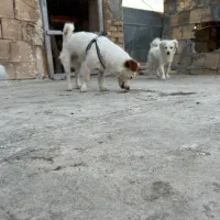 یک جفت سگ آپارتمانی به همراه یک توله سه روزه