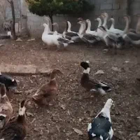 فروش قاز|حیوانات مزرعه|پارس‌آباد, |دیوار