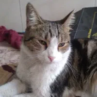 گربه نر خونگی  پیدا شده