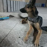 سگ ژرمن کاری 8 ماهه