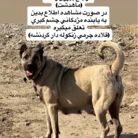 گمشده ماهدشت