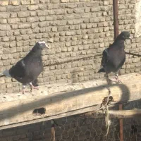 جوجه انگلیسی تضمینی