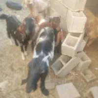 یک عدد کولار ودو تا کهره خودش