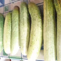 خیار محلی