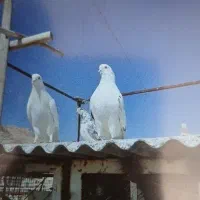 کبوترتهرانی