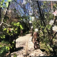 خانه-باغ-بزرگ-سند-تک-برگ