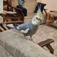 عروس هلندی|پرنده|تهران, شهرک هما|دیوار