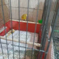 قناری|پرنده|تفرش, |دیوار