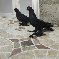 جفت قره