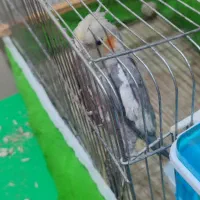 یک عدد عروس هلندی جوجه تازه دونه خور شده