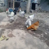 مرغ وخروس برهما لایت