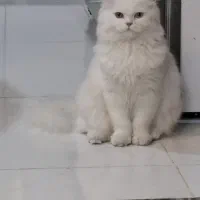فقط جهت جفت خوردن